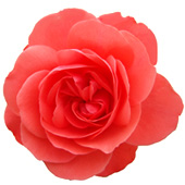 Rose de la Roseraie de Bagatelle