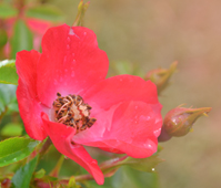 Rose de la Roseraie de Bagatelle