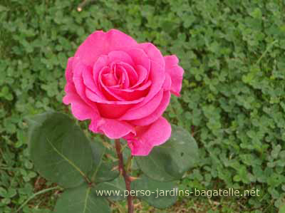 Rose rose "Freelance"