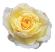 Rose of Bagatelle