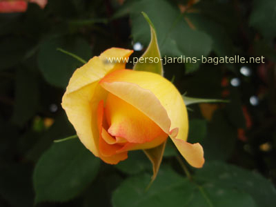 Rose Parure d'or de  Delbard