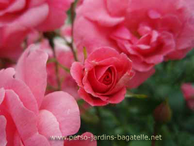 Rose rose "Les amoureux de Peynet"