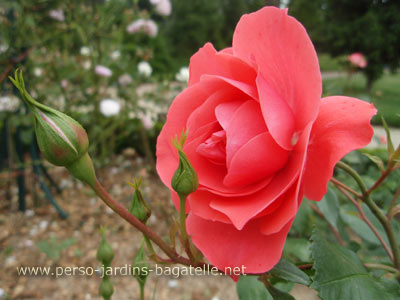 Rose rose "Riberhus", Premier prix de Bagatelle en 1997, par Poulsen.