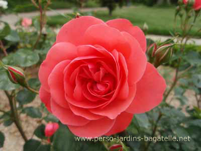Rose rose  "Riberhus"