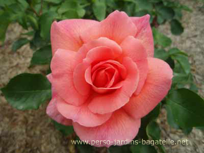 Rose rouge ple