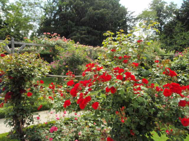 pergola et rosiers rouges