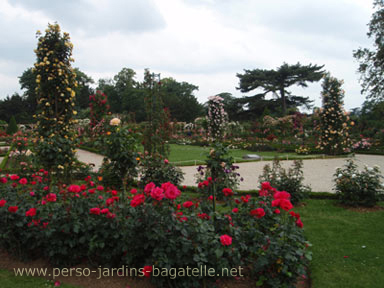 Vue de la roseraie en fleurs