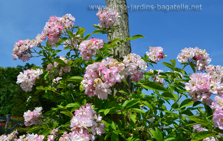 Rosier Bagatelle Soupert et Notting