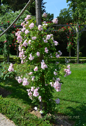 Rosier Bagatelle prsent  dans la Roseraie de Bagatelle