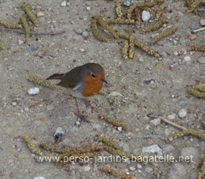 Rouge-gorge sur le gravier