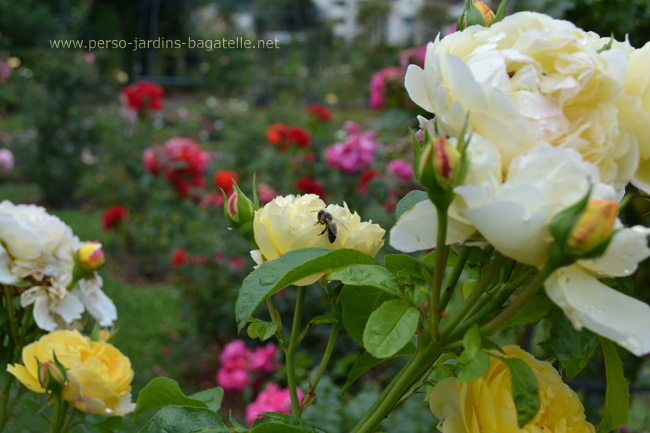 rose et abeille, Saverne