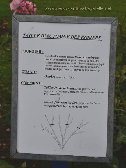 taille d'automne