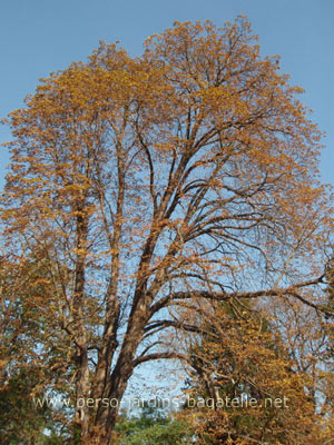 maronnier touchépar la mineuse