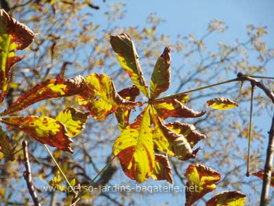 les ravages de la minuese du marronnier sur les feuilles