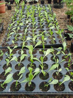 Pousses de salades