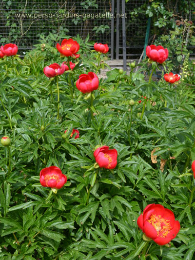 Sunshine, une pivoine  écarlate