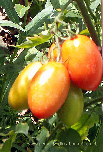 Tomates olivettes sur pied