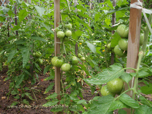 Tomates encore vertes