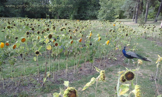 tournesols