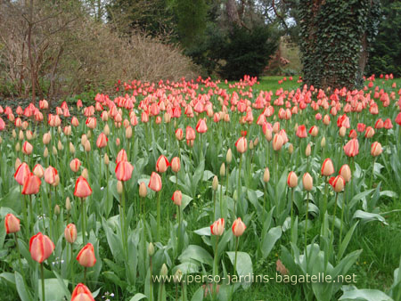 Parterre de tulipes rouge clair