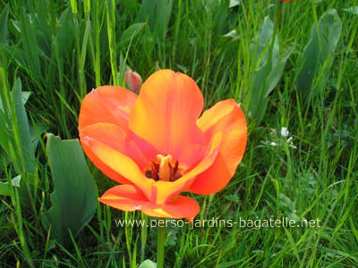 Tulipe orange