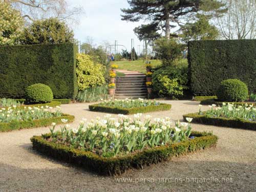 tulipes blanches