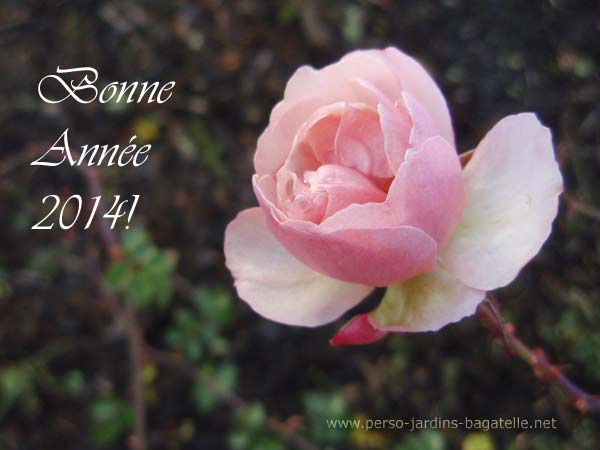 Bonne année 2014 avec une rose d'hiver