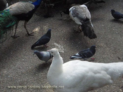 volatiles (paons et pigeons) festoyant