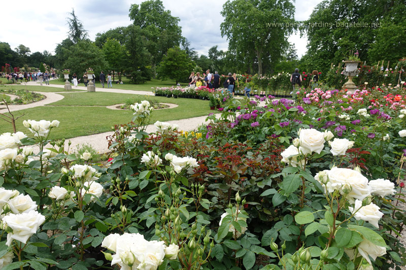 vente de rosiers