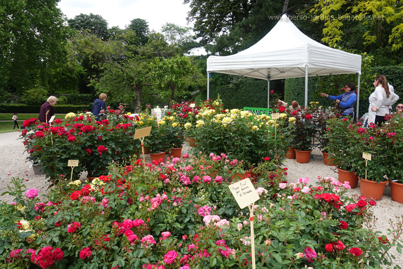 vente de rosiers